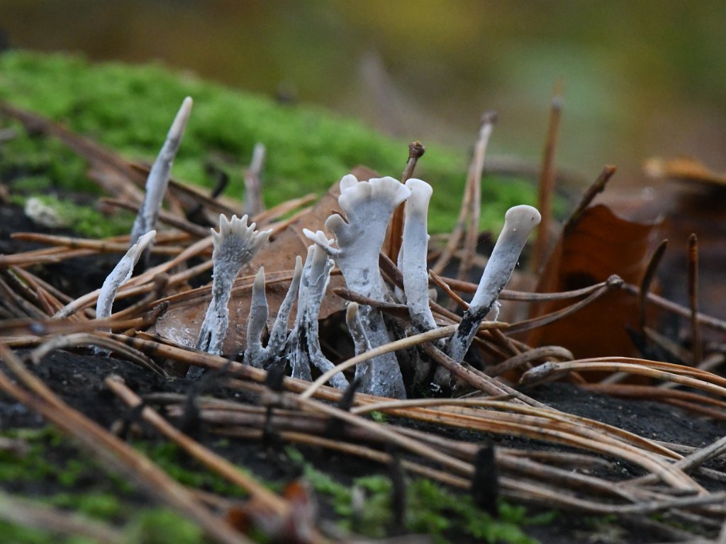 Bierbeek Bremberg - Mollendaalbos nov 2022